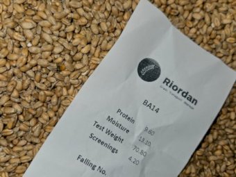 100mt Beaufort Wheat