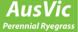 AusVic Perennial Ryegrass