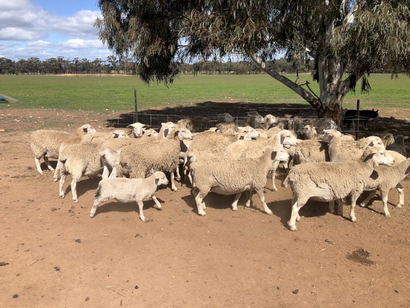 Mixed Age Dorper Ewes