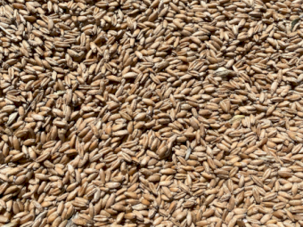 50mt approx. Triticale