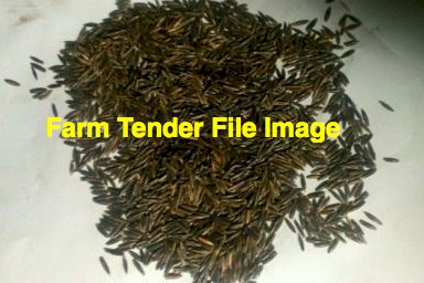 WANTED 50mt Saia Oats