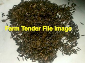 WANTED 50mt Saia Oats