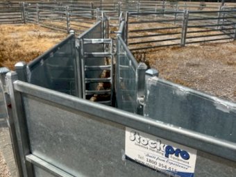 Under Auction - (A243) 2019 Stockpro 1200 Head Sheep Yards 