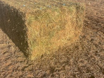 200mt Vetch Hay 600-650kg 8x4x3 Bales