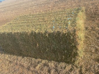 200mt Vetch Hay 600-650kg 8x4x3 Bales