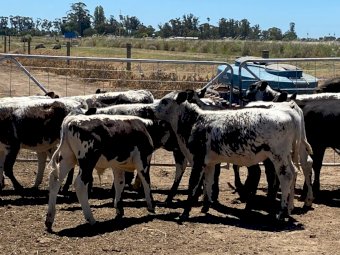 10 x Angus Beef Heifers