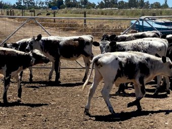 10 x Angus Beef Heifers