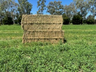 21mt Lucerne Hay 360kg 8x3x3 Bales