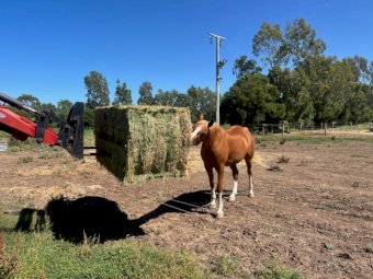 21mt Lucerne Hay 360kg 8x3x3 Bales