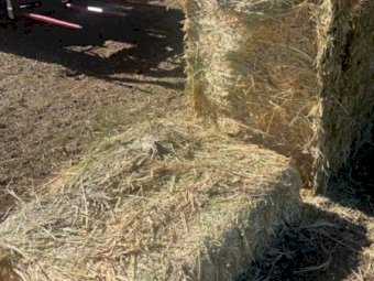 450MT Oaten Hay 550kg 8X4X3 Bales