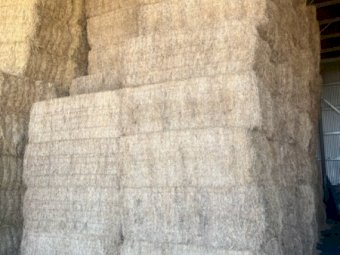 60MT Vetch Hay 530Kg 8X4X3 Bales