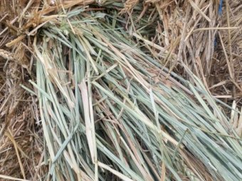 250MT Wheaten Hay 600Kg 8X4X3 Bales