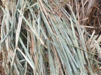 250MT Wheaten Hay 600Kg 8X4X3 Bales