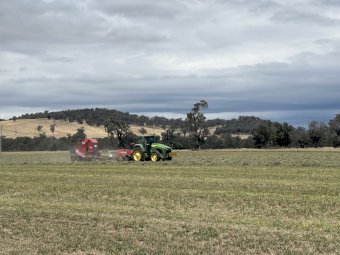 Lucerne Hay Baron Packs of 21 Horse Quality