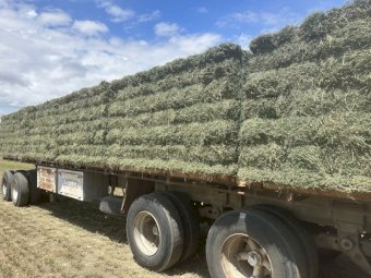 Lucerne Hay Baron Packs of 21 Horse Quality