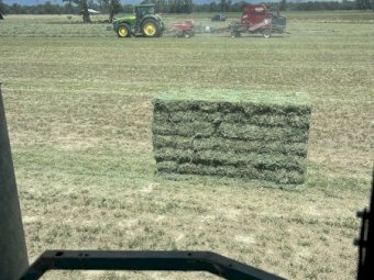 Lucerne Hay Baron Packs of 21 Horse Quality