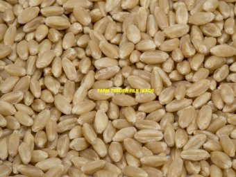 195t Stock Feed Wheat SFW1