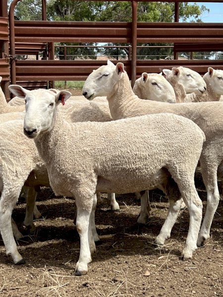 Border Leicester Rams - Aug / Sept 2022 Drop.
