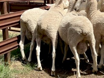 Border Leicester Rams - Aug / Sept 2022 Drop.