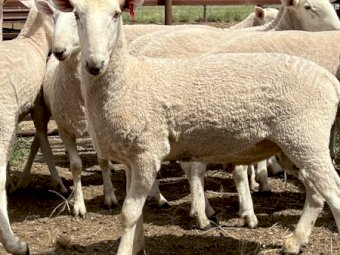 Border Leicester Rams - Aug / Sept 2022 Drop.