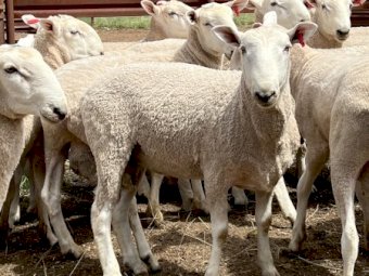 Border Leicester Rams - Aug / Sept 2022 Drop.