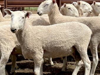 Border Leicester Rams - Aug / Sept 2022 Drop.