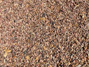 10mt Lentil Seconds/Screenings