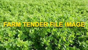 WANTED Sultan Su Barrel Medic Seed