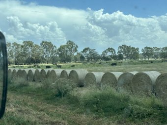 150 x Lucerne Hay 350kg Round Bales