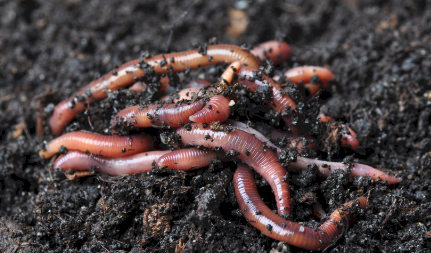 Pure Screened Worm Castings