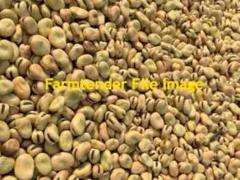 60 m/t Samira Faba Beans