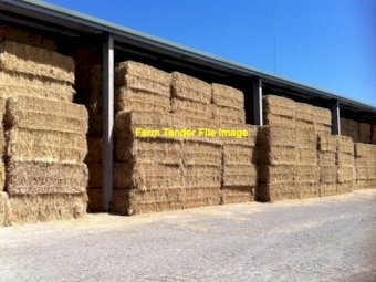 Rye grass big squares