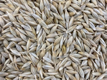 20MT Cape Barley Seed
