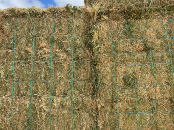 2000 x Vetch Hay Small Square Bales