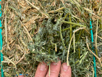 2000 x Vetch Hay Small Square Bales