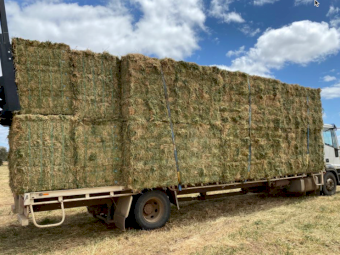 2000 x Vetch Hay Small Square Bales