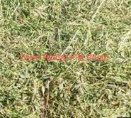 200mt Cowpea Hay 8x4x3 / 5x4 Bales