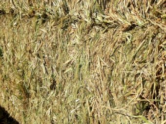 420mt Vetch Barley and Wheat Hay 600kg 8x4x3 Bales