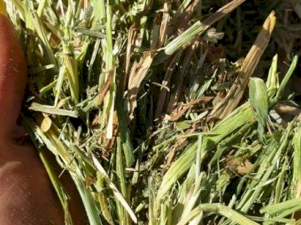 420mt Vetch Barley and Wheat Hay 600kg 8x4x3 Bales