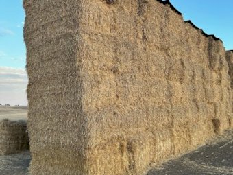 100mt Barley Straw 450kg 8x4x3 Bales