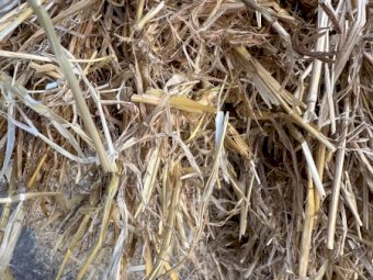 100mt Barley Straw 450kg 8x4x3 Bales