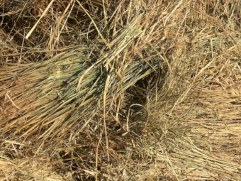 1500mt Oaten Hay 550kg 8x4x3 Bales