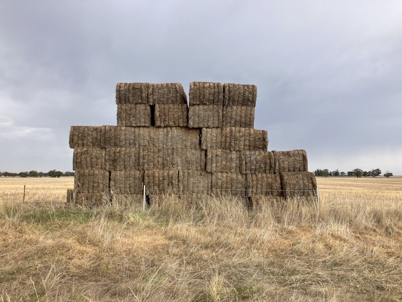 2 Year Old Vetch Hay