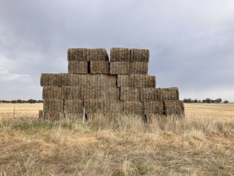 2 Year Old Vetch Hay