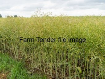 Capacity TT Hybrid Canola Seed