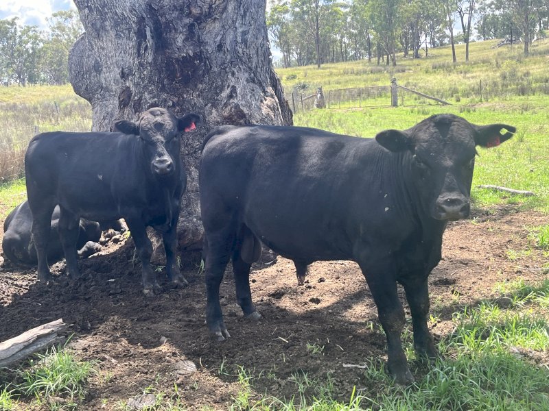 14 Angus Herd bulls