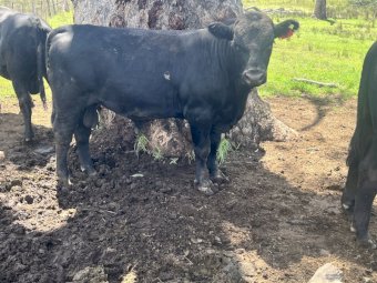 14 Angus Herd bulls