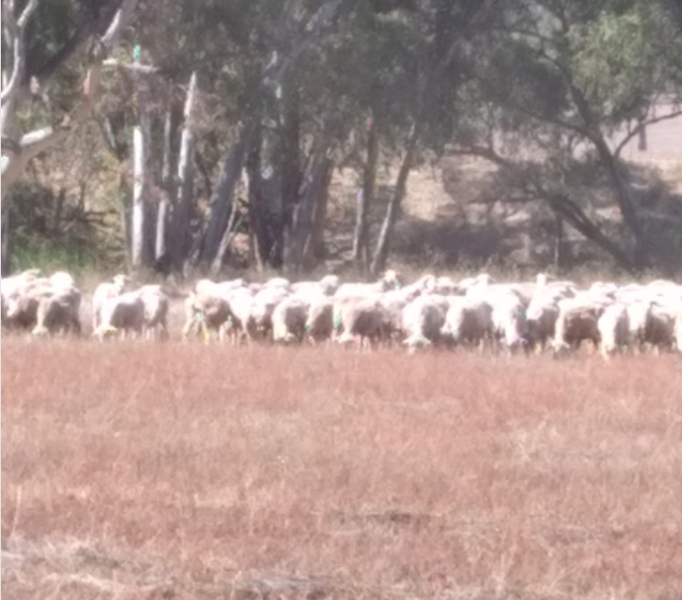 400 x Merino Ewes