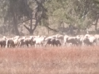 400 x Merino Ewes