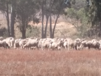 400 x Merino Ewes